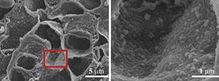 Images captured with a scanning electron microscope (SEM)