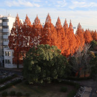 紅葉するメタセコイア