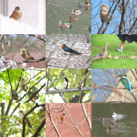 岐阜大学野鳥ごよみ(サイドA)