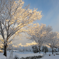 朝陽に輝く雪並木