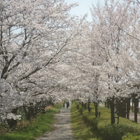 大学の春