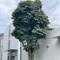天狗