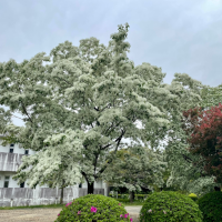4月の雪