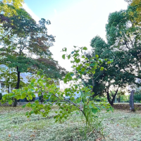 岐阜大学と共に成長する木