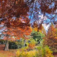 秋の大学