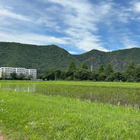 初夏の緑