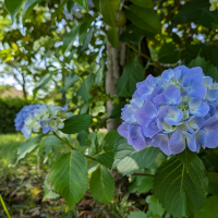 紫陽花
