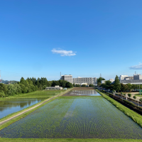 初夏の水田