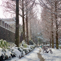 雪降るメタセコイアの路