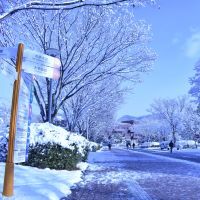 雪の日の朝