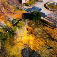 上から見るイチョウの落葉