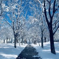冬木立、蒼天に冴ゆ