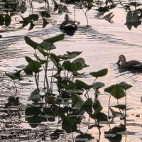 揺れる夕照の水面
