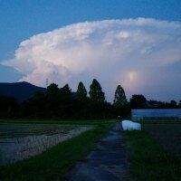 岐阜に現れた「龍の巣」