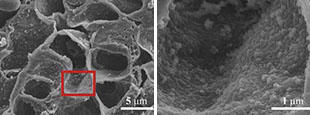 走査型電子顕微鏡（SEM）による撮影画像