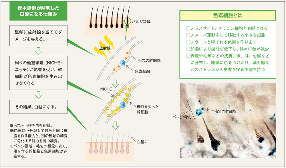 白髪や白斑のメカニズムを解き明かす 国立大学法人東海国立大学機構 岐阜大学