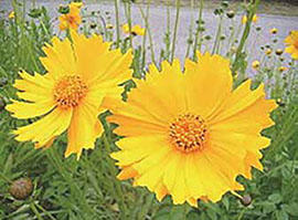オオキンケイギク（大金鶏菊）の花