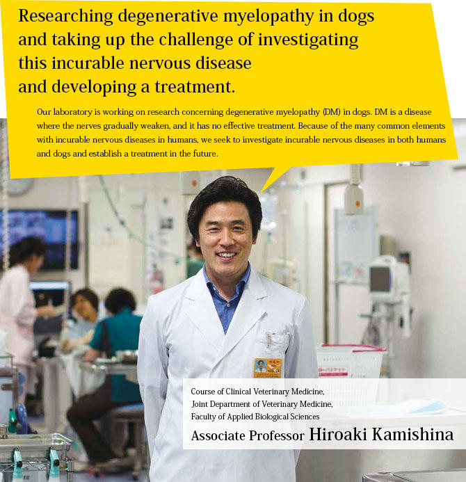 Researching degenerative myelopathy in dogs and taking up the challenge of  investigating this incurable nervous disease and developing a treatment. |  GIFU UNIVERSITY