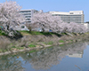 Eye-catching image for School of Medicine / Graduate School of Medicine
