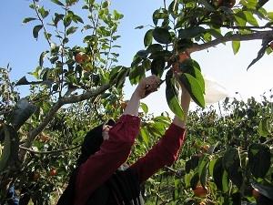 A student harvesting persimmons