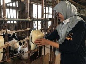 Milking at the Yanagido Farm