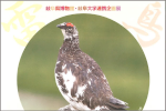 岐阜県博物館・岐阜大学連携企画展「ぎふの鳥　ライチョウ　―知って守ろう県の鳥―」が開催されていますのサムネイル