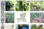 【連続講座】「岐阜県の野生動物問題を考える」のご案内のサムネイル