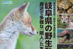 岐阜県博物館・岐阜大学連携企画展「岐阜県の野生動物　身近で多様な「隣人」たち」開催のご案内のサムネイル