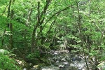 岐阜大学位山演習林　公開講座「新緑を歩こう」のご案内のサムネイル