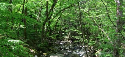 岐阜大学位山演習林　公開講座 「～新緑の森を歩こう～」のご案内のサムネイル