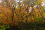 岐阜大学位山演習林　公開講座「紅葉の森を歩こう」のご案内