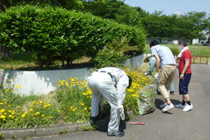 Eradication of Coreopsis Lanceolata