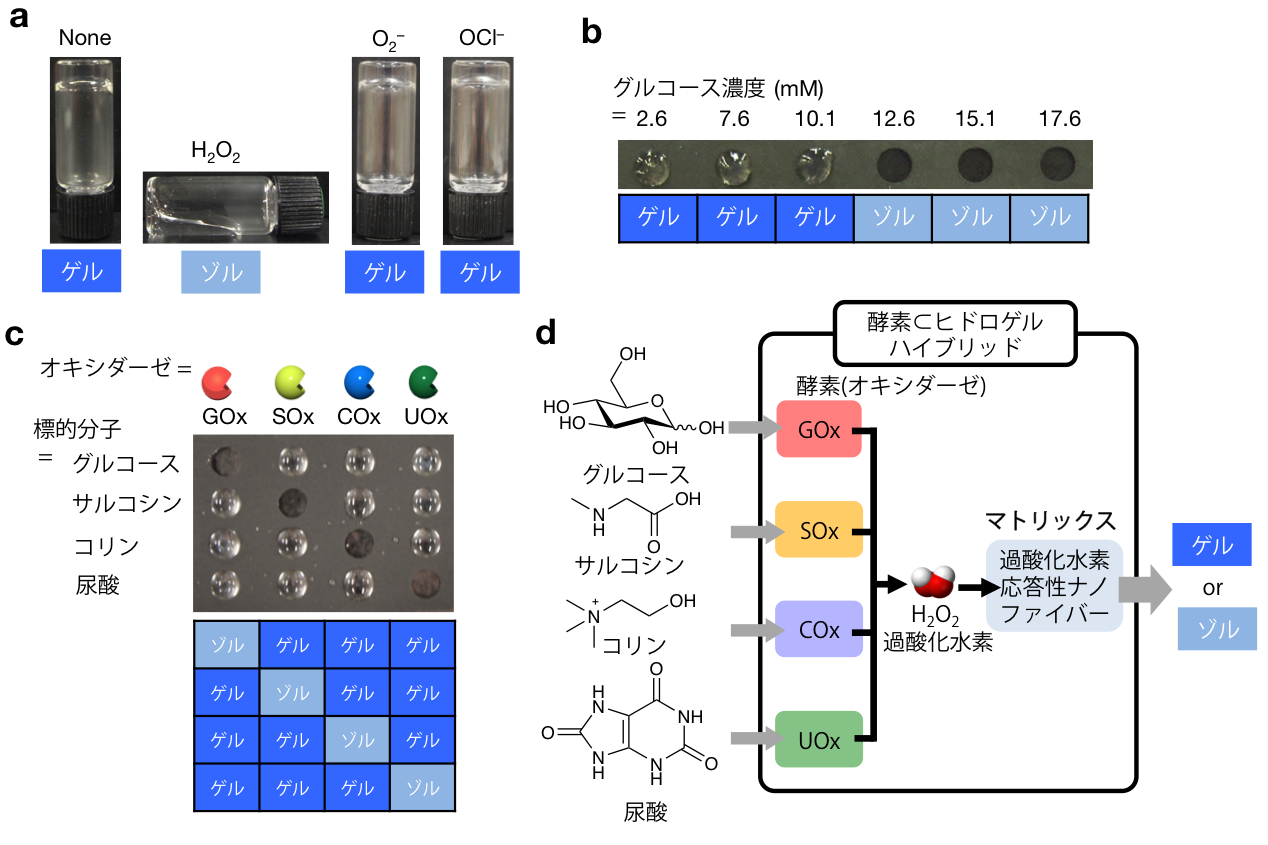 バイオマーカーを見分けて溶けるゲル状物質を開発 ～診断材料や