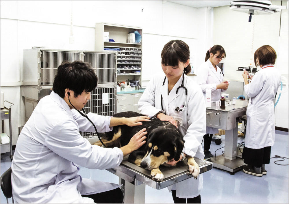 獣医師国家試験に全員合格しました 3年連続の快挙 お知らせ 国立大学法人東海国立大学機構 岐阜大学