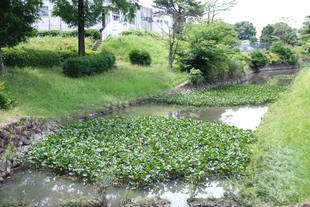 コウホネの間引き　作業前