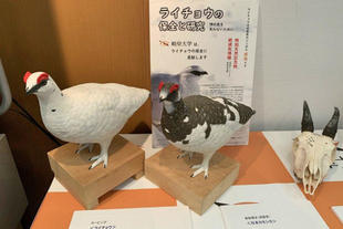 展示された動物の剥製及び骨格標本の一部