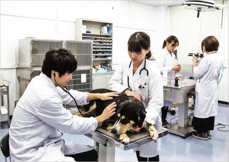 共同獣医学科 実習の様子