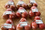 本学で収穫した樹上完熟トマトをカネスエ岐大前店で販売しています