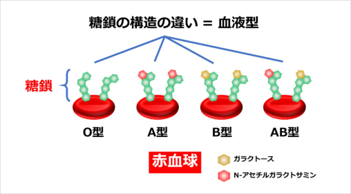 糖鎖生物学―生命現象と糖鎖情報― | 北島 健, 佐藤 ちひろ, 門松