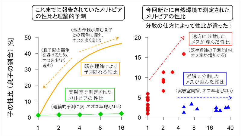 ほとんどオスを産まないハチの謎を解明 母親どうしの協力行動であることが明らかに 研究 採択情報 国立大学法人東海国立大学機構 岐阜大学