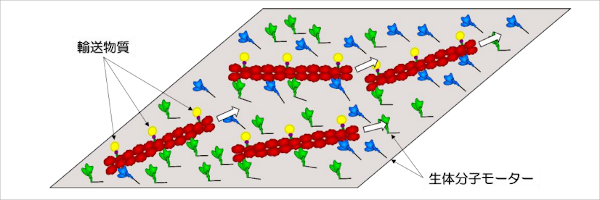 図1.分子シャトルの概念図