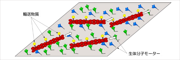 図1．分子シャトルの概念図