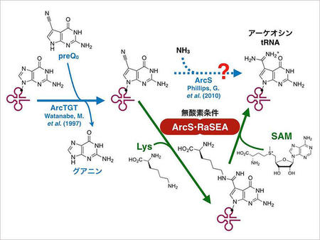 本研究で明らかとなったアーケオシンの生合成経路