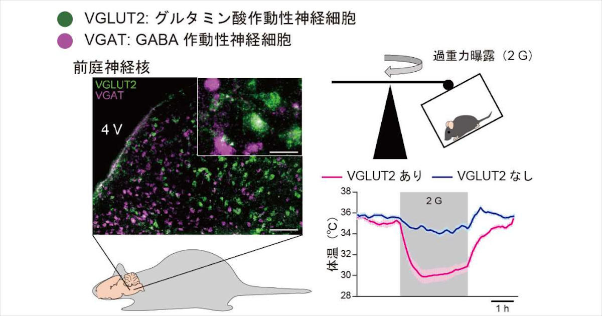 機能解剖で斬る 神経系疾患 [第2版] 機能解剖で斬る 神経系疾患 [第2版] | 中野 隆(編著) |本 | 通販