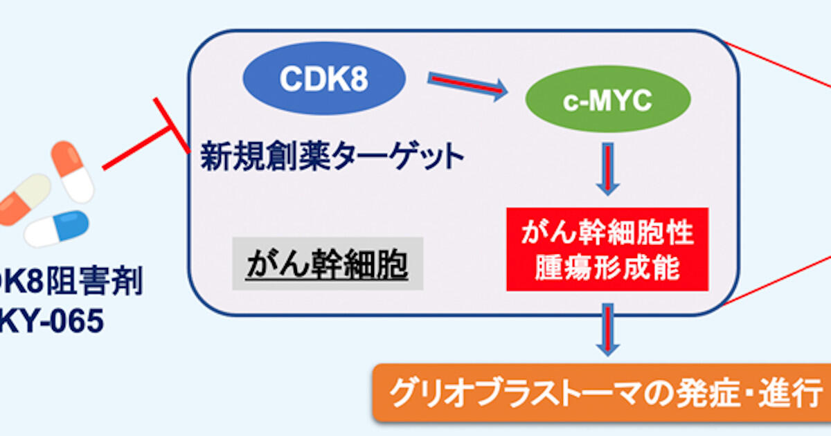がんの親玉「がん幹細胞」の弱点を発見！ -「がん根治」への道を拓く