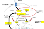 RAS遺伝子を標的にしたマイクロRNA核酸医薬の開発に成功