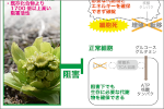 日本原産フキノトウからがんの増殖・転移を強く抑制する物質を発見