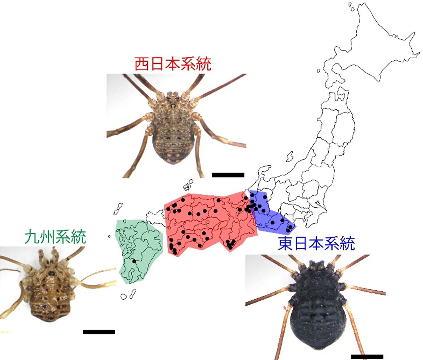オオヒラタザトウムシ3系統の分布図および各系統の標本写真