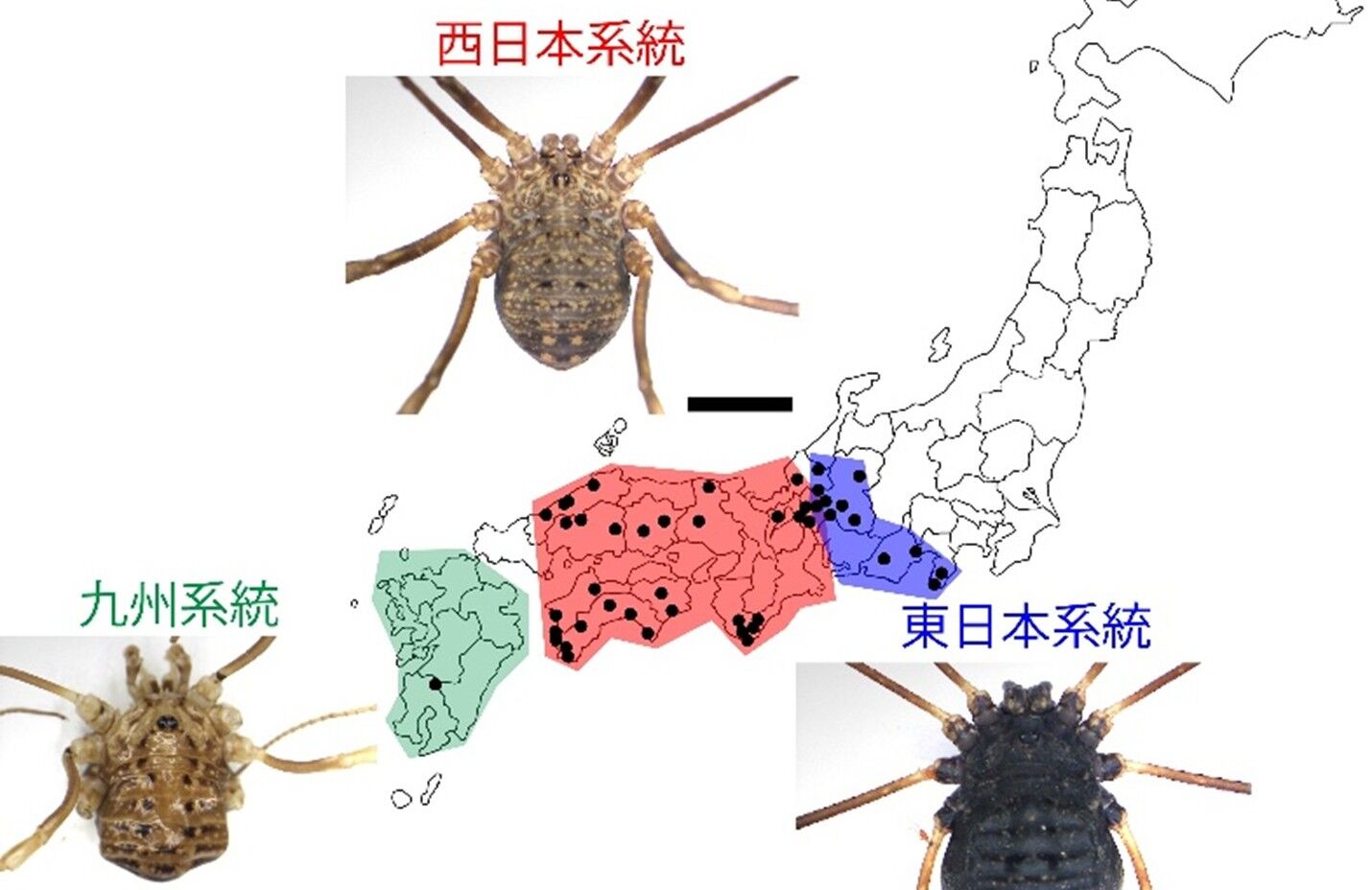 オオヒラタザトウムシが3種に分けられることを発見 | 研究・採択情報