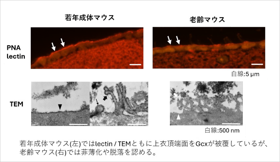 若年成体マウスと老齢マウスにおける上衣Gcx比較